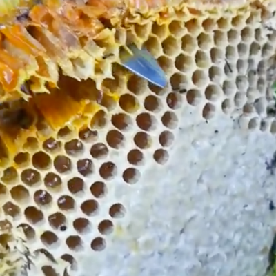 Cutting The Hive